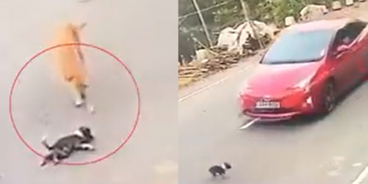 උදේ පාන්දර නැගිටලා කිරි ඉල්ල බොන දඟේ… හතර වටේ දුව පැනපුවා තාමත් පේනවා වගේ… මොන වරදක් කළ නිසා ද අසරණ දරුවන් මගේ… නොතේරුණද මහත්වරුණි දරු පැටවුන්ගේ අගේ…