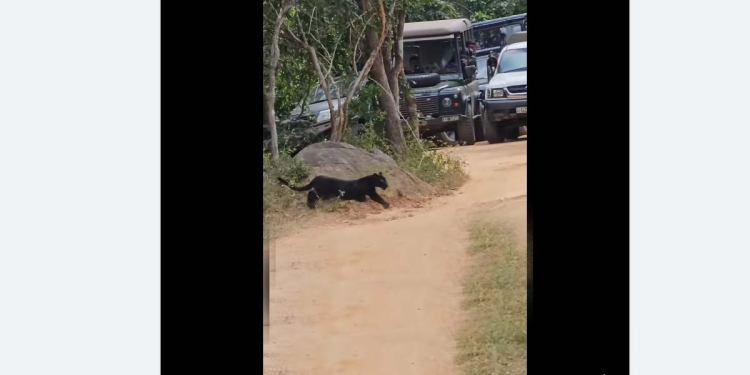 යාල කැළේ විස්මිත දර්ශනයක්! පළමු වතාවට කළු දිවියෙක් කැලෙන් මතුවෙයි! අතිදුර්ලභ වීඩියෝව මෙන්න! VIDEO