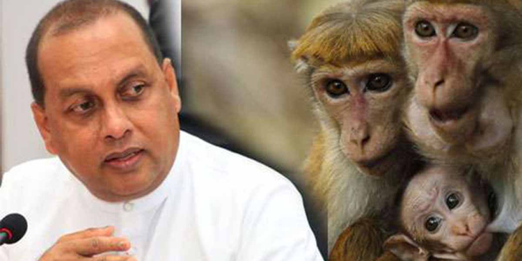 චීන තානාපති කාර්යාලය බොරු කියනවද? ඇමැති කියන්නේ රිලව් වැඩේ ගැන චීන තානාපති කාර්යාලය දැනුවත් කළා කියලයි! චීන තානාපති කාර්යාලය කියන්නේ දන්නෙ නෑ කියලා! VIDEO