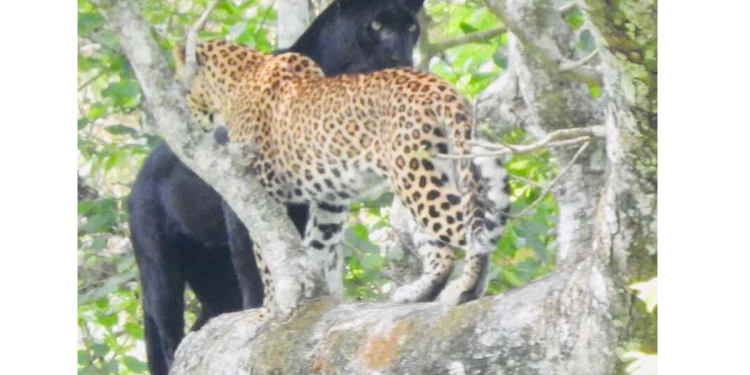 යාල කලාපය වහලා වනජීවිය කළු කොටියාගේ බෙල්ලට  තොණ්ඩුව දමයි! දැනට යාල කළු කොටි 3ක් මරලා! දඩයක්කරුවන් හැම තැනම! සති 2කට කලින් කළු කොටියාට ආසන්නම වනජීවී බීට්ටුවත් දඩයක්කරුවන් කොල්ල කාලා! කළු කොටියාව රැකගන්න නම් මේ ලිපිය වහාම කියවන්න!