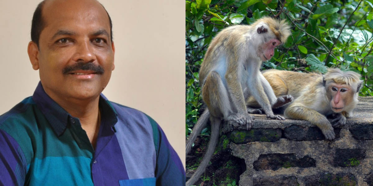 මෙහෙට රිළව් වැඩිනම් රට යැව්වාම මොකෝ…? රංගේ රිළව් ගැන UNP මතය කියයි! (VIDEO)
