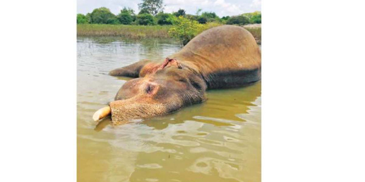 යාල කැලේ හොල්ලාගෙන සිටි ලොකුම ඇතා මියයයි!