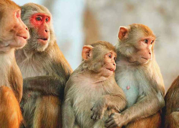 ලංකාවේ රිලවුන්ට චීනයෙන් ඉහළ ඉල්ලුමක්! ලක්ෂයක් චීනෙට පටවන්න සූදානම් ‌වෙයි!