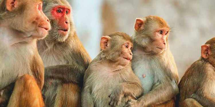 ලංකාවේ රිලවුන්ට චීනයෙන් ඉහළ ඉල්ලුමක්! ලක්ෂයක් චීනෙට පටවන්න සූදානම් ‌වෙයි!