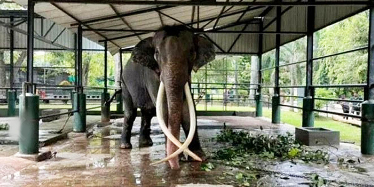 හරිහැටි බලානොගත් නිසා තායිලන්ත තෑගි ඇතා ආපසු එහාටම I Sri Lanka Latest News