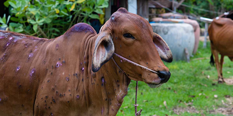 හරකුන්ගේ සමේ ගැටිති රෝගය දැන් බස්නාහිරටත් ඇවිත්! රෝගය පාලනය කරනකම් හරක් මස් කන්න එපා! I Sri Lanka Latest News