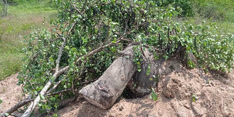 පොලොන්නරුව කන්දකාඩු ගොවිපොළ ඇතුළේ වල් අලියෙක් මරා වළදාලා! සිරුරු කොටස් හංගන්න මයිල කොළවලින් වහලා! අලියා යළි ගොඩගන්න සූදානම්! I Sri Lanka Latest News