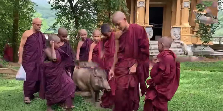 බුදුන් වඳින්න රත්නපුරේ තපෝවනයට එන ඌරු පැටියා! VIDEO I Sri Lanka Latest News