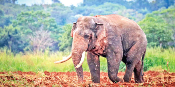 Sri Lanka Latest News