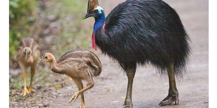 අලි තුන් දෙනෙක් දීලා අලි ජංජාලයක් නටපු තායිලන්තය ඒ පාර කුරුල්ලො තුන්දෙනෙක් එවලා මොන ජල්ලියක් අල්ලයිද මන්දා! Sri Lanka Latest News