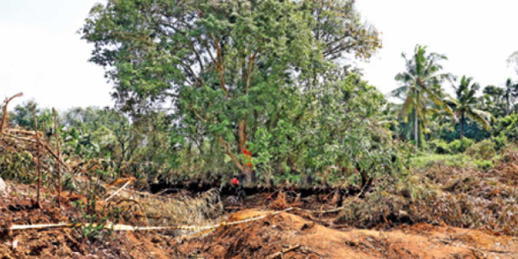 එදා කපන්න හදද්දී පාරට බැහැලා-සාංඝික කරලා අමාරුවෙන් බේරගත්ත අතිදුර්ලභ ‘පඬු කරඳ’ ගහ අන්න හොරෙන්ම කපලා අයින් කරලා! Sri Lanka Latest News