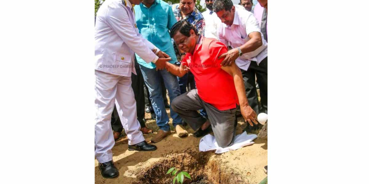 කපලා දාපු ගහ වෙනුවට බන්දුල ‘පඬු කරඳ’ පැල හිටවයි! Sri Lanka Latest News