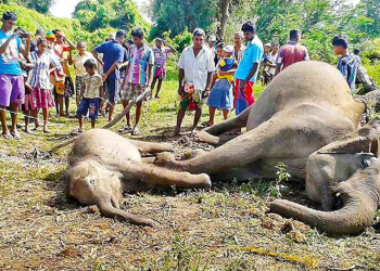 වෙන රටවල ජාතික සම්පත්! සල්ලි උල්පත්! ඒත් අපේ රටේ ගිය මාස 7ට අලිඇතුන් 36ක් කරන්ට් වද්දලා මරලා! Sri Lanka Latest News