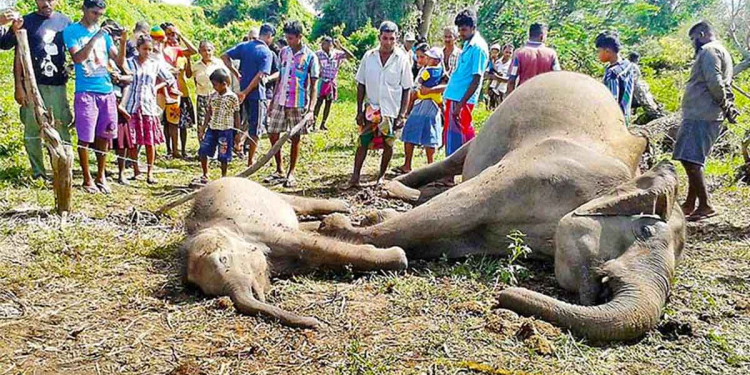 වෙන රටවල ජාතික සම්පත්! සල්ලි උල්පත්! ඒත් අපේ රටේ ගිය මාස 7ට අලිඇතුන් 36ක් කරන්ට් වද්දලා මරලා!  Sri Lanka Latest News