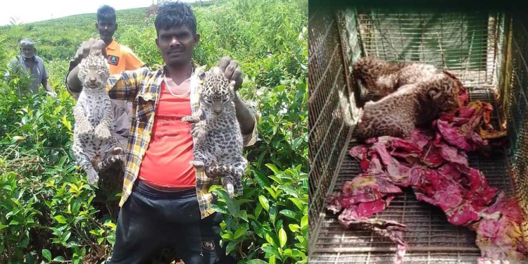 තේ වත්තක අතරමං වෙලා හිටපු කොටි පැටව් දෙන්නෙක් කොටි අම්මට බාරදීපු අපූරු මෙහෙයුම! Sri Lanka Latest News