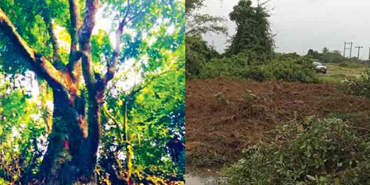 කපලා දාපු පඬු කරඳ ගහ වළදාපු තැනට විශේෂ ආරක්ෂාවක්! Sri Lanka Latest News