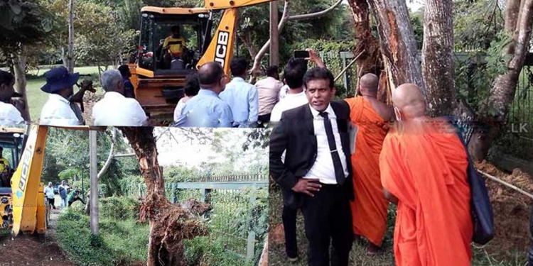 හොරෙන් කපලා හොරෙන්ම වළ දැමූ පඬු කරඳ ගහ බැකෝ දාලා ගොඩගනී! හෙනරත්ගොඩ උද්භිද උද්‍යානයේ යළි හිටුවයි! ඒත් කපලා තියෙන විදිහට යළි පැළවේදැයි සැකයි! Sri Lanka Latest News