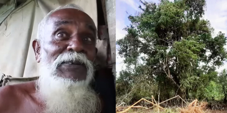 කෲඩියා සෙලනිකා ගහට ඇත්තටම වෙච්ච දේ ගැන ඇසින් දුටු සාක්ෂියක් ! VIDEO I Sri Lanka Latest News