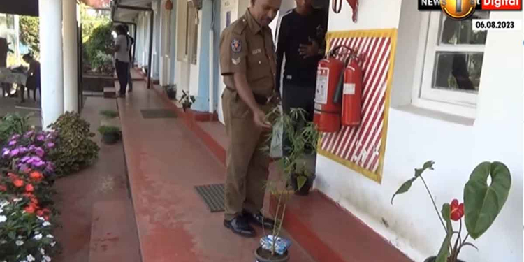 ඩයනා ගංජා වවලා රට ස්වයංපෝෂිත කරන්න හදනවා! මෙන්න හැටන් පොලිසිය එක ගංජා ගහක් වැව්වා කියලා මිනිහෙක් අත්අඩංගුවට අරන් මාධ්‍යටත් පෙන්නලා උසාවිත් දාන්න යනවා! VIDEO I Sri Lanka Latest News