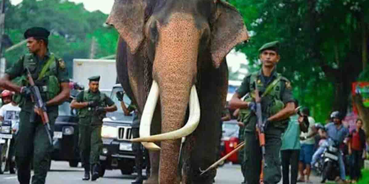 සංරක්ෂණය කරන්න තැනක් නෑ! දෙනවා කියපු තැන හම්බවෙලත් නෑ! නැදුන්ගමුවේ රාජා අවුරුද්දයි මාස හතරක් තිස්සේ අධිශීතකරණයේ! I Sri Lanka Latest News