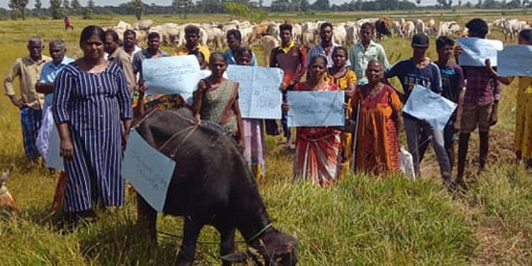 හරක්ට කන්න තණකොල ඉල්ලා කිලිනොච්චියේ කිරි ගොවියෝ විරෝධතාවක! Sri Lanka Latest News