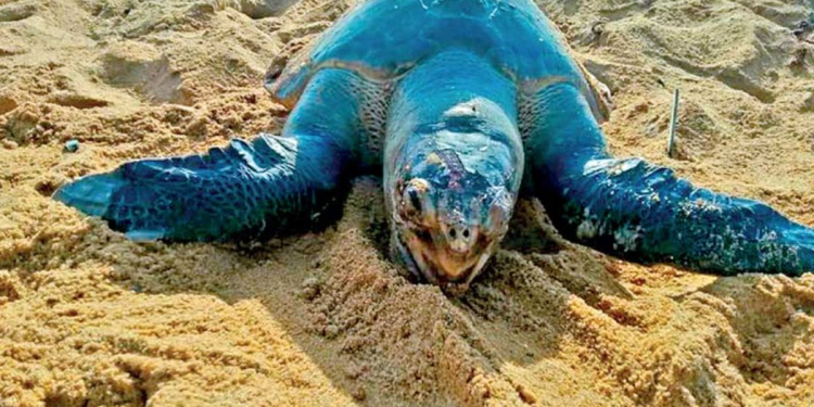 කැස්බෑවන් මියගියේ ගැඹුරු මුහුදේ සිදුවූ පිපිරීමක් නිසාලු! Sri Lanka Latest News