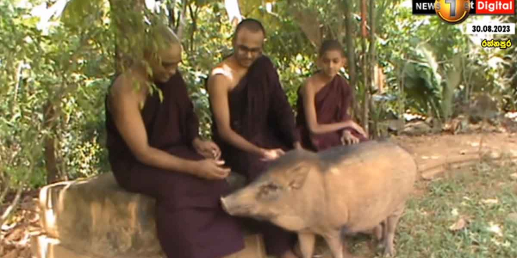 බුදුන් වඳින බණ පිරිත් අහන පන්සලක හැදී වැඩෙන ඌරු පැටියෙක් ගැන හරිම ලස්සන කතාවක්! VIDEO I Sri Lanka Latest News