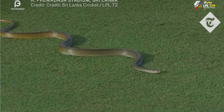 ප්රේමදාස ක්රීඩාංගණයට ආ ගැරඬියා ලෝකෙම ජනප්රිය වෙයි! VIDEO I Sri Lanka Latest News