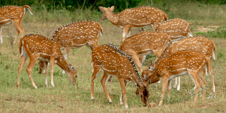 වහ දීලා මරපු වන සතුන් මසට විකුණන ජාවාරමක්! Sri Lanka Latest News