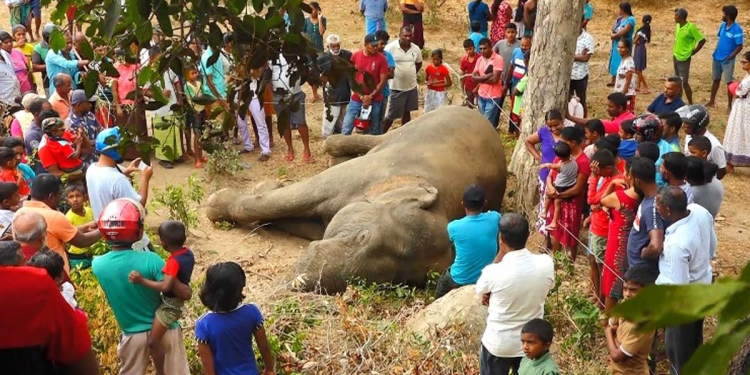 රටේ වන අලි සම්පත ඇයි මෙහෙම විනාශ වෙන්නේ? මෙන්න තවත් සද්දන්ත වන අලියෙක් අද උදේ හිටි හැටියේ මියගිහින්! Sri Lanka Latest News