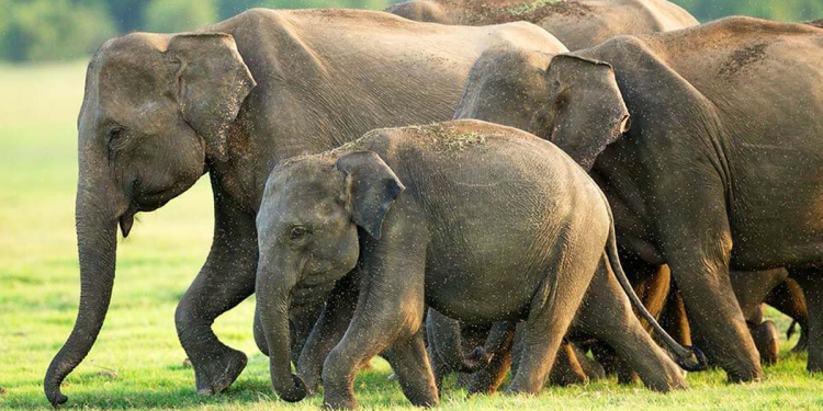 එහෙන් අලි මැරෙනවා, මෙහෙන් අපි අලි සමරනවා! Sri Lanka Latest News