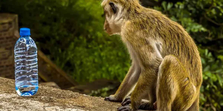 වතුර නැතිව කැලෑ සත්තුන්ටත් පිස්සු හැදිලා! වඳුරන් ප්‍රචණ්ඩකාරී වෙලා වතුර හොයාගෙන ගම්වදින්න පටන් අරන්! I Sri Lanka Latest News