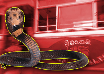 යාපනය – වවුනියාව බස් එකක් ඇතුළේ විශාල නයෙක්! මගීන් බසයෙන් බැස සීසීකඩ දුවයි! Sri Lanka Latest News
