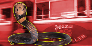 යාපනය – වවුනියාව බස් එකක් ඇතුළේ විශාල නයෙක්! මගීන් බසයෙන් බැස සීසීකඩ දුවයි! Sri Lanka Latest News