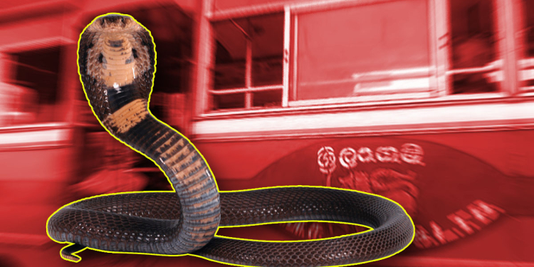 යාපනය – වවුනියාව බස් එකක් ඇතුළේ විශාල නයෙක්! මගීන් බසයෙන් බැස සීසීකඩ දුවයි! Sri Lanka Latest News