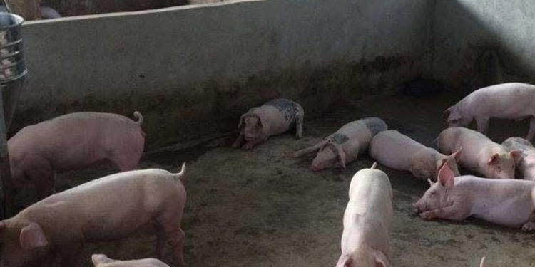 නීපා වැලඳුණු ඌරන් හොයන්න ලංකාවෙම ඌරු කොටු පරීක්ෂා කරන්න යයි! Sri Lanka Latest News