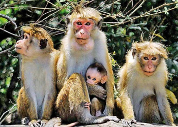 රිළවුන්ටත් වඳ සැත්කම් කිරීමේ සූදානමක්! Sri Lanka Latest News