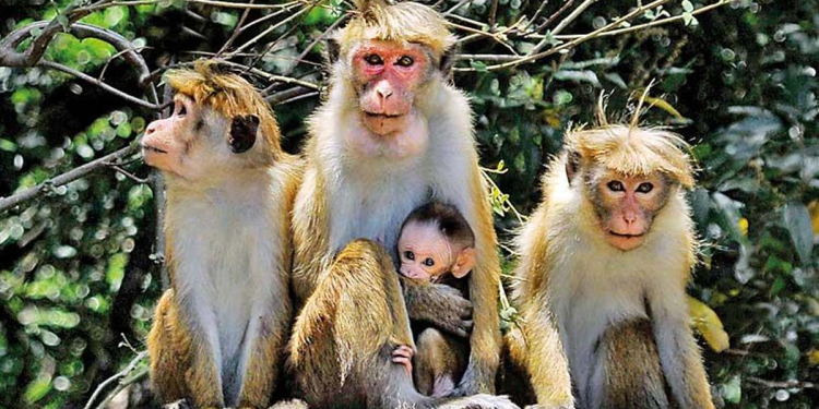 රිළවුන්ටත් වඳ සැත්කම් කිරීමේ සූදානමක්! Sri Lanka Latest News