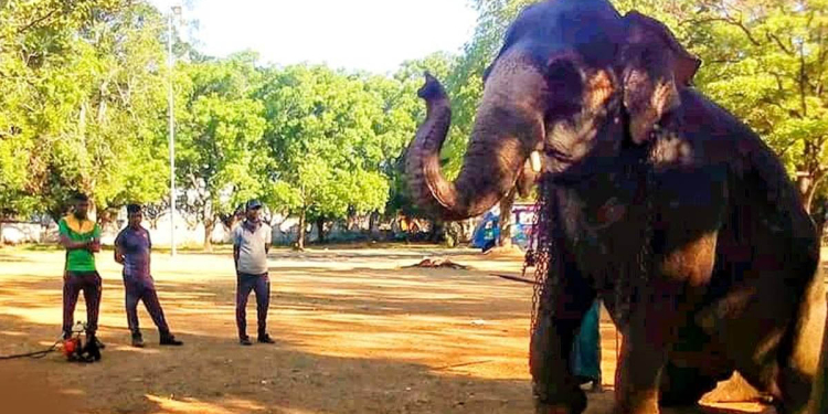 මහවැලි ගඟ අයිනේ හිටපු මහරගම සීතාට වන ජීවි  නිලධාරීන් වෙඩි තියලා! Sri Lanka Latest News