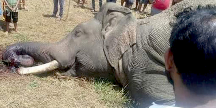 ආණමඩුවේ සුබාහු ඇත් රජු විදුලි සර වද්දා ඝාතනය කරයි! Sri Lanka Latest News