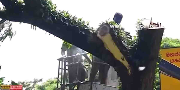 අශ්වයා පැන්නාට පස්සේ ඉස්තාලය වහයි! පස්දෙනෙක් මැරුණට පස්සේ කොළඹ අවදානම් මහ ගස් හා ගස් අතු අද කපන්න පටන් අරන්! VIDEO I Sri Lanka Latest News