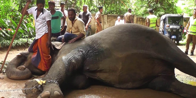 මහරගම සීතාට වෙඩිතබා ඇත්තේ ජීව උණ්ඩවලින්! යකඩ බෝලයක් සහ ඊයම් කැබැලි ඇතාගේ සිරුරෙන් සොයාගනී! රබර් උණ්ඩ කතාව බොරුවක් බව තහවුරු වෙයි! Sri Lanka Latest News