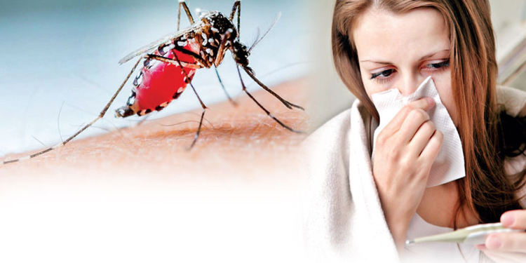 ඩෙංගු මඬින්න බස්නාහිර පළාතේ දවස් පහක විශේෂ මෙහෙයුමක්! Sri Lanka Latest News