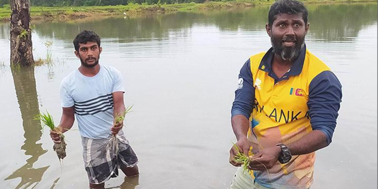 ඉවරයක් නැති වැස්සට කුඹුරු අක්කර 11,757ක් හේදිලා ගිහින්! Sri Lanka Latest News