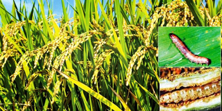 තුන්දෙනෙක් එකතු වෙලා වී හෙක්ටෙයාර් 22,000ක් විනාශ කරලා! Sri Lanka Latest News