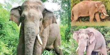Sri Lanka Latest News