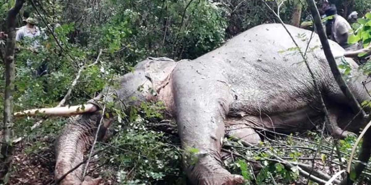 කවුරුහරි කාලකණ්ණියෙක් ඒකදන්තටත් වෙඩි තියලා! අන්න දැන් වැතිරිලා ඉන්නවා! Sri Lanka Latest News