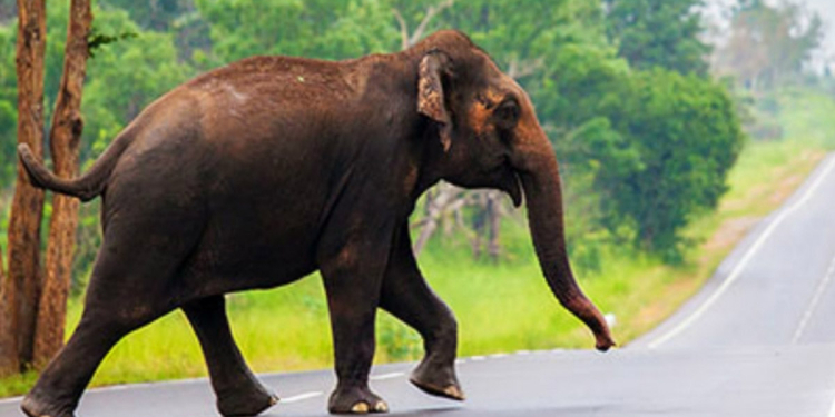 මිනිස්සු 470යි අලි 191යි! දෙපැත්තටම බර හානි! Sri Lanka Latest News