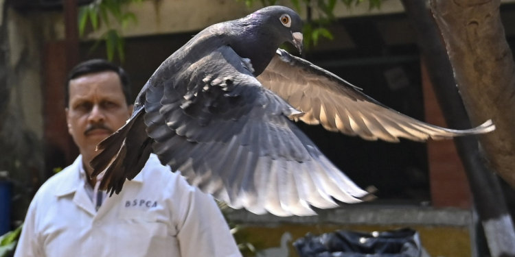 ඔත්තු බලන්න චීනෙන් එව්වා කියලා මාස 8ක් හිරකරගෙන හිටපු පරෙවියෙක් ඉන්දියාව නිදහස් කර යවයි!