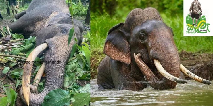 දීඝ දන්තුවත් මැරුවා! Sri Lanka Latest News